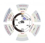 山西大學文獻：晝夜節(jié)律紊亂與臭氧誘導的小鼠肝臟葡萄糖代謝紊亂有關